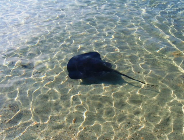  Una experiencia de jet ski inolvidable